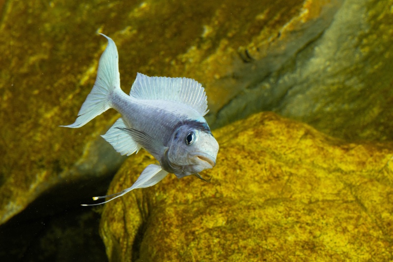 Ophthalmotilapia ventralis 'Kafyoko Point'